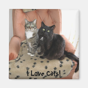 I Liebe-Katzen! Magnet