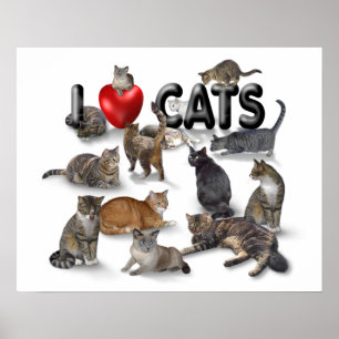 I Liebe Katzen Poster