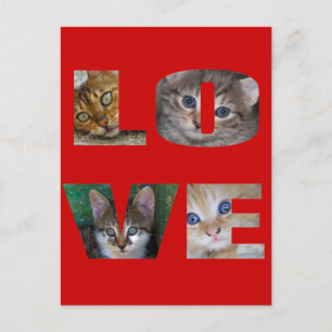 I Liebe Katzen Postkarte