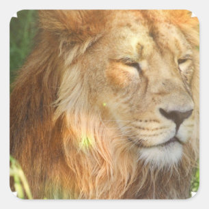 I Liebe Lions Stickers