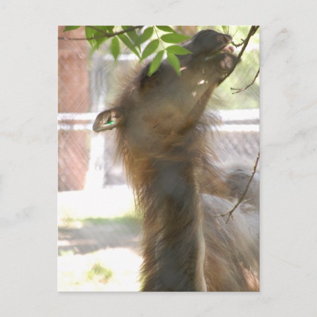 I Liebe Llamas Postkarte (Vorderseite)