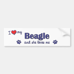 I Liebe mein Beagle (weiblicher Hund) Autoaufkleber