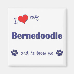 I Liebe mein Bernedoodle (männlicher Hund) Magnet