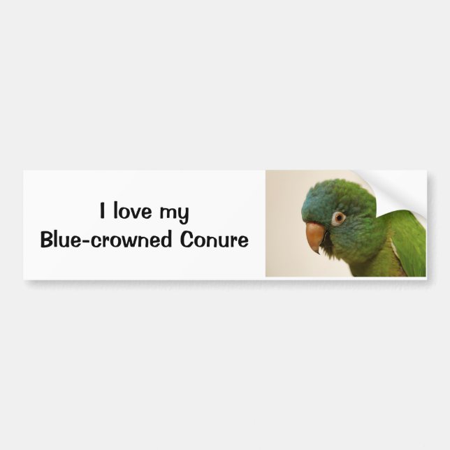 I Liebe mein Blau-gekrönter Conure Autoaufkleber (Vorne)