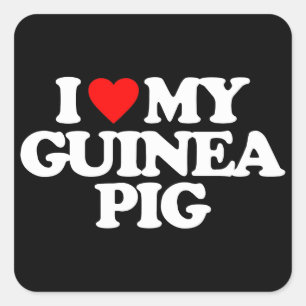 I LIEBE MEIN GUINEA SCHWEIN QUADRATISCHER AUFKLEBER