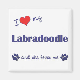 I Liebe mein Labradoodle (weiblicher Hund) Magnet