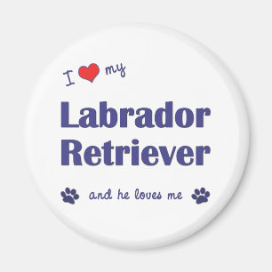 I Liebe mein Labrador-Retriever (männlicher Hund) Magnet