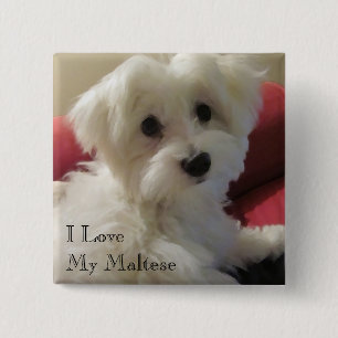 I Liebe mein maltesischer Knopf Button