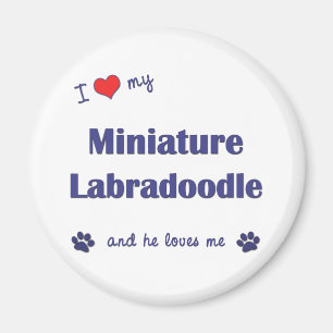 I Liebe mein MiniaturLabradoodle (männlicher Hund Magnet