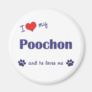 I Liebe mein Poochon (männlicher Hund) Magnet