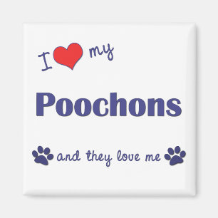 I Liebe mein Poochons (mehrfache Hunde) Magnet