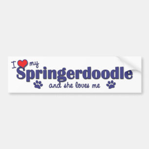 I Liebe mein Springerdoodle (weiblicher Hund) Autoaufkleber