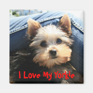 I Liebe mein Yorkie Magnet