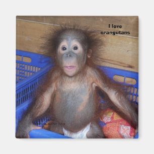 I Liebe Orang-Utans Magnet
