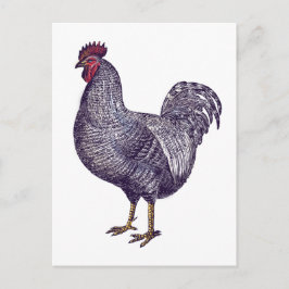 I Liebe Plymouth Rock Chickens - Vintages Rooster Postkarte
