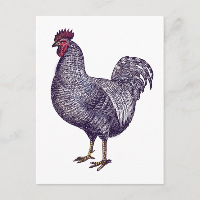 I Liebe Plymouth Rock Chickens - Vintages Rooster Postkarte (Vorderseite)