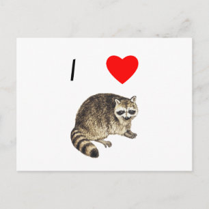 I Liebe Raccoons Postkarte