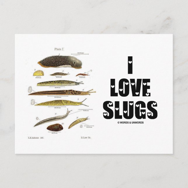I Liebe Slugs (Naturalist / Natur) Postkarte (Vorderseite)