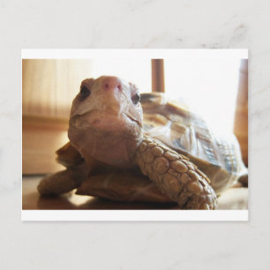 I Liebe Sonnenbaden Postkarte