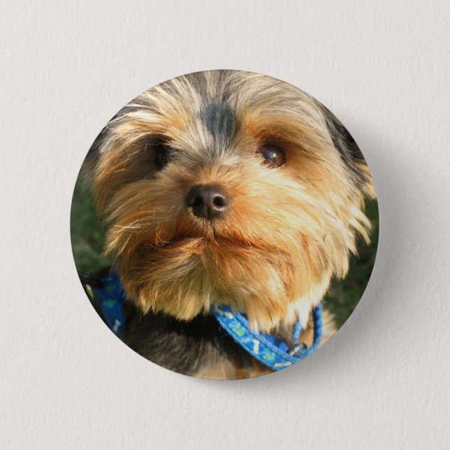 I Liebe Yorkies Button (Vorderseite)