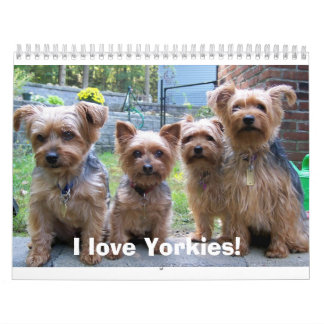 I Liebe Yorkies! Kalender