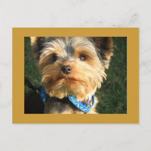 I Liebe Yorkies Postkarte