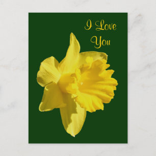 I Liebe You Daffodic Blume Foto Postkarte