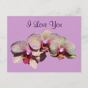 I Liebe You Orchid Trio Blume Foto Postkarte