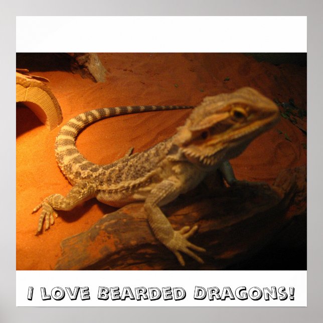 I love Bearded Dragons! Poster (Vorne)