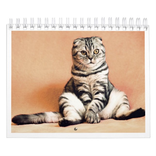 I love cats calendar 2026 kalender (Titelbild)