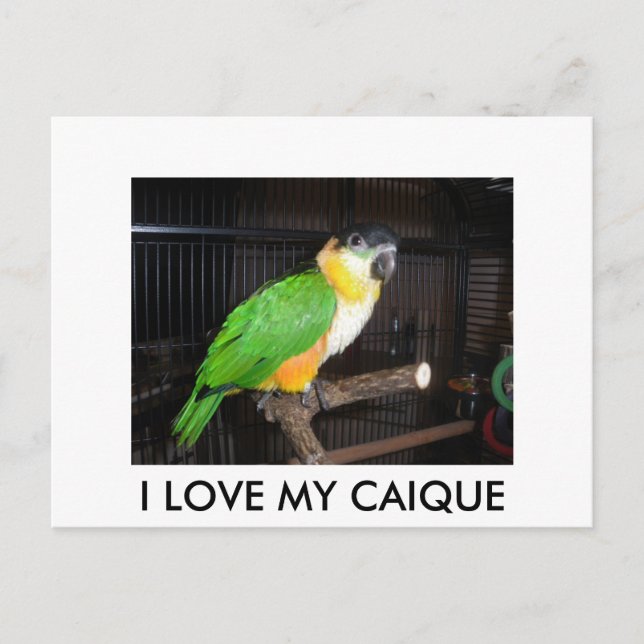I LOVE MY CAIQUE POSTKARTE (Vorderseite)