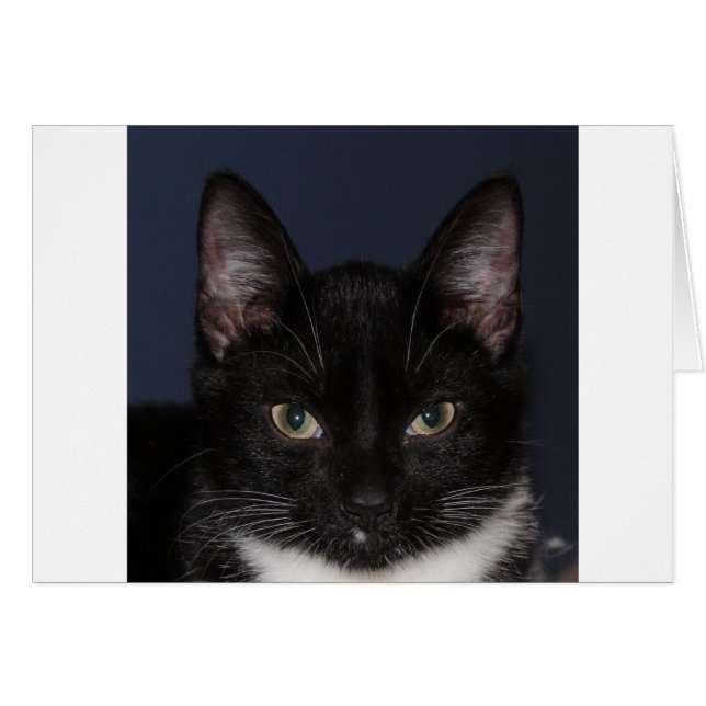 I LUV CATZ (Vorderseite (Horizontal))