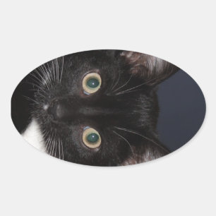 I LUV KATZ OVALER AUFKLEBER