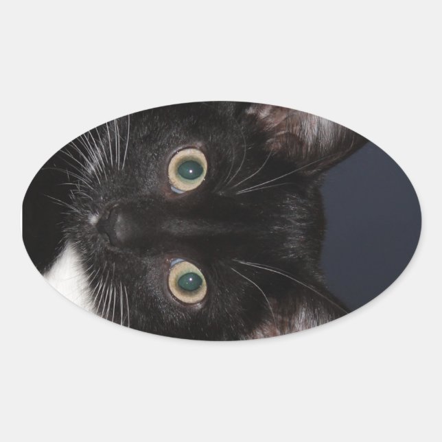 I LUV KATZ OVALER AUFKLEBER (Vorderseite)