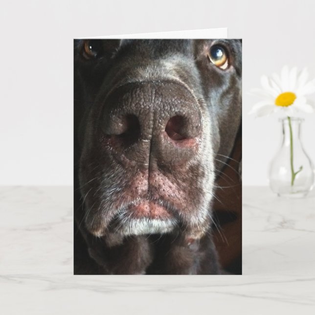 I’m Sorry Chocolate Lab Snout Belated Birthday Karte (Kleine Pflanze)