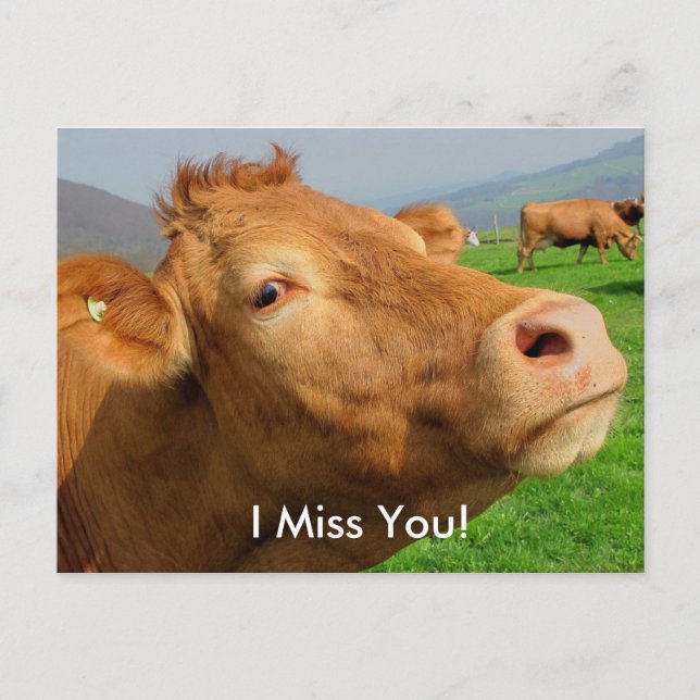 "I Miss You" Funny Cow Postkarte (Vorderseite)