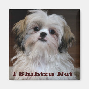 I Shihtzu nicht lustiger Shih tzu Magnet