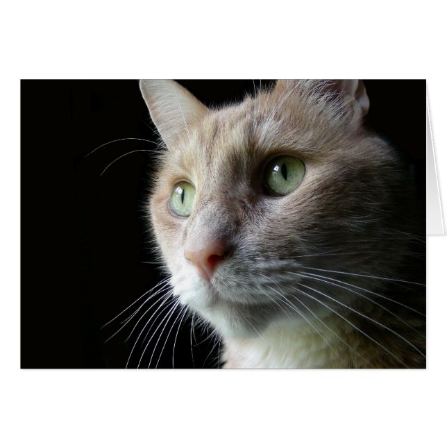 Ian O'Reilly (Vorderseite (Horizontal))