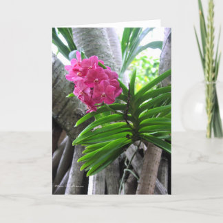 Iao Valley - Maui, Hawaii Karte