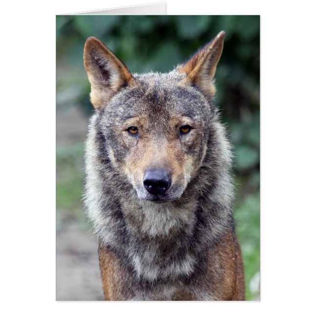 iberischer Wolf (Vorne)