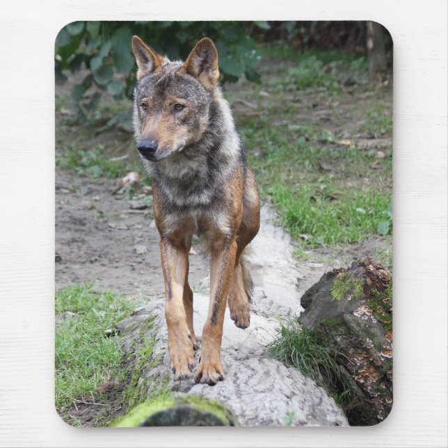 iberischer Wolf Mousepad (Vorne)