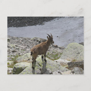 Ibex Chamonix Französische Alpen Postkarte