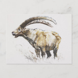 Ibex Noasca Postkarte