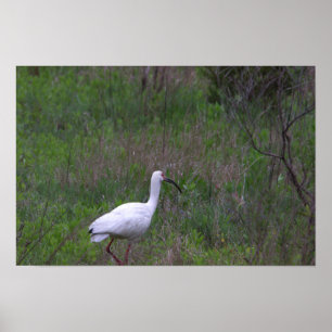 Ibis Bird Foto Poster