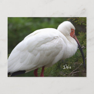Ibis Bird Foto Postkarte