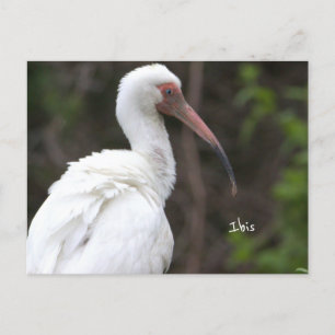 Ibis Bird Foto Postkarte