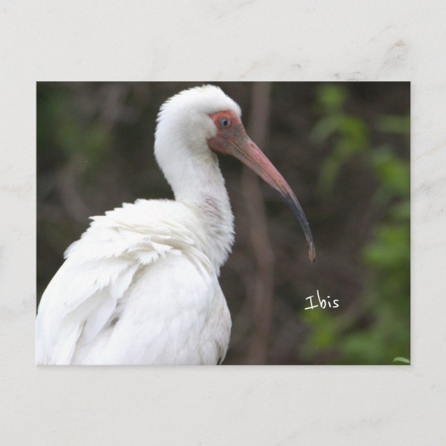 Ibis Bird Foto Postkarte (Vorderseite)