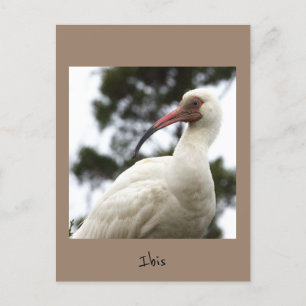 Ibis Bird Foto Postkarte