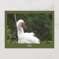 Ibis Bird Foto Postkarte