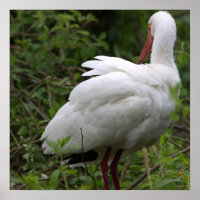 Ibis Bird Poster